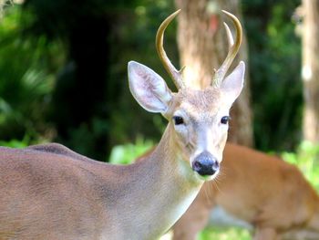 Portrait of deer