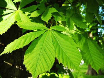 Close-up of green leaves