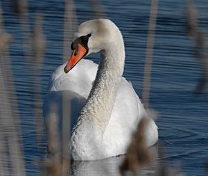 Close-up of swan swimming in lake