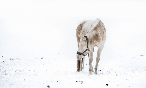 Horse standing on snow covered field