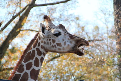 Close-up of giraffe against trees