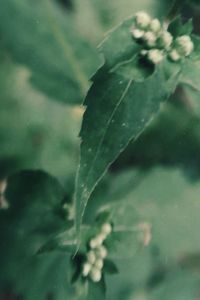 Close-up of plant leaves