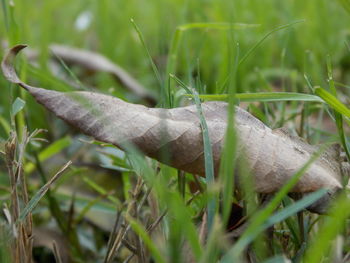Close-up of plant growing on field