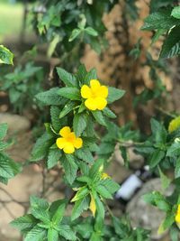 Close-up of yellow flowers