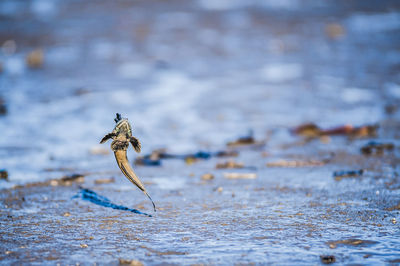 Mudskipper jumping over mud