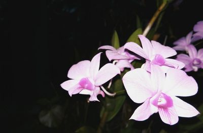 Close-up of pink flowering plant