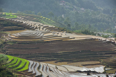 Scenic view of rice field against sky