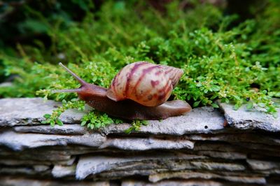 Close-up of snail on plant