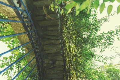 Low angle view of trees in forest