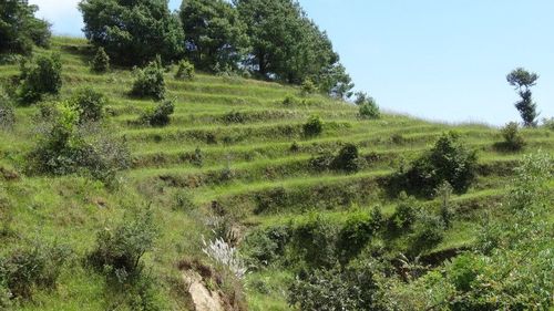 Scenic view of grassy field