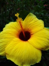 Close-up of yellow hibiscus blooming outdoors