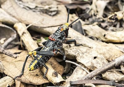 Close-up of insect on rock