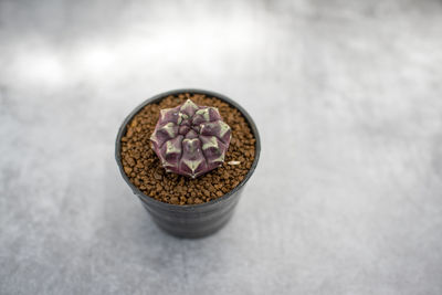 High angle view of ice cream in bowl on table