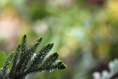Close-up of wet plant leaves