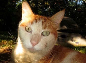 cat