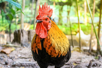 Close-up of rooster