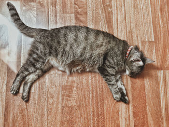 Close-up of cat sleeping on floor