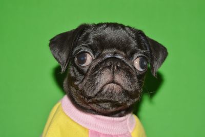 Close-up portrait of a dog over green background