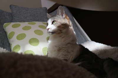 Cat looking away while sitting on sofa