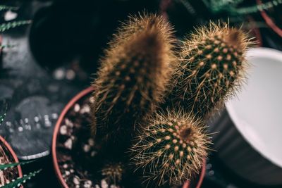 Close-up of cactus