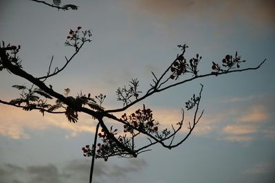 Low angle view of bare tree against sky