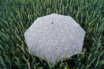 High angle view of patterned umbrella amidst plants