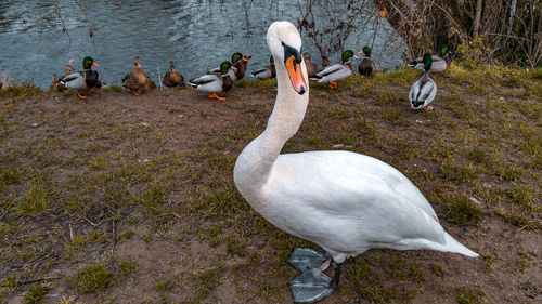 High angle view of swans on lake