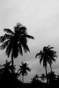 Low angle view of silhouette palm trees against sky