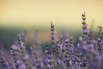 Close-up of purple flowering plants on field