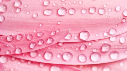 Close-up of wet pink flower