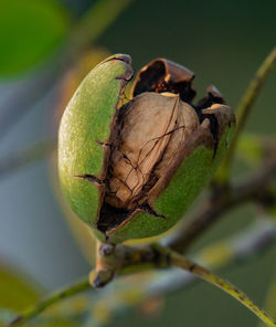 Close-up of fruits growing on plant