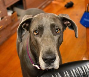 Close-up portrait of black dog