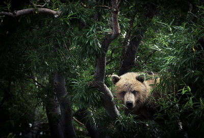 Bear amidst trees