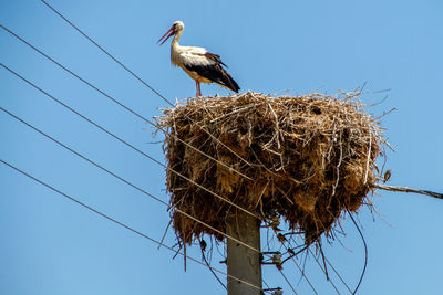 Low angle view of bird perching on nest