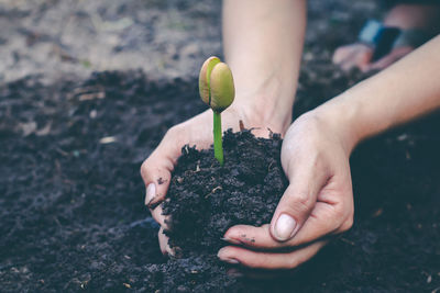 Midsection of person holding plant