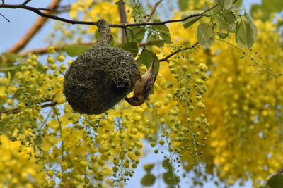 Close-up of honey bee on yellow flower