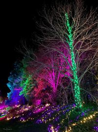 Low angle view of illuminated trees against sky at night