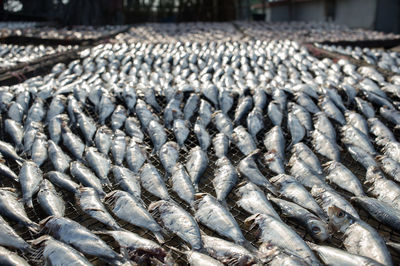 Close-up of fish for sale in market