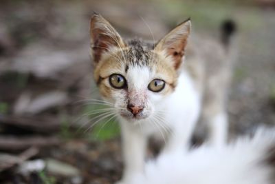 Close-up portrait of cat