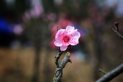 Close-up of pink flowers