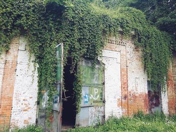 Ivy growing on abandoned building