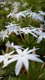 Close-up of white flowers blooming outdoors