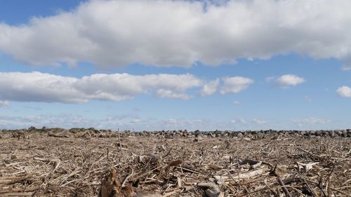 Scenic view of driftwood on a beach against sky