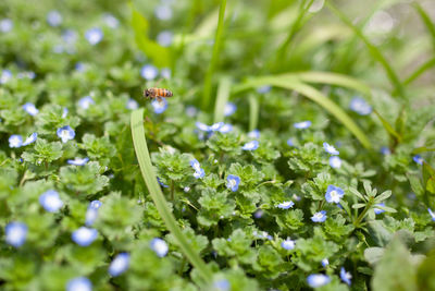 Close-up of insect on white flowering plant