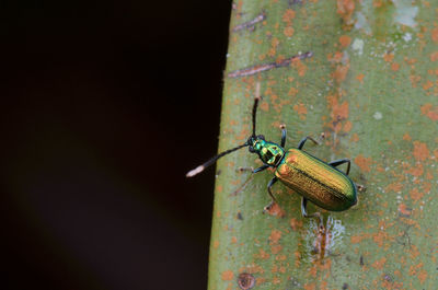 Close-up of grasshopper on rusty tree trunk