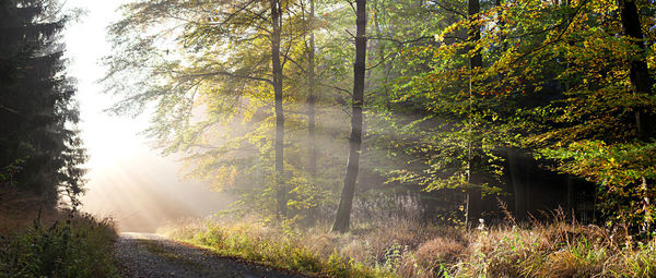 Panoramic view of trees in forest 