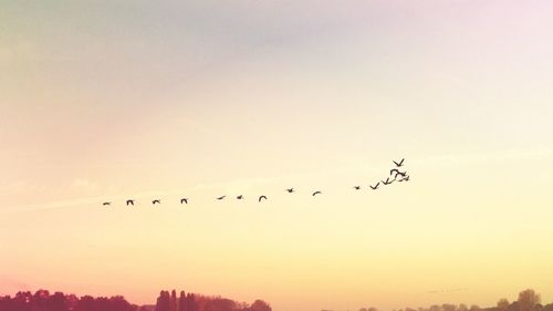 Bird flying over sea