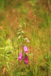 Close-up of pink flowering plants on land