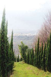 Trees on field against sky