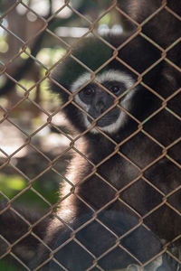 Close-up of monkey in cage seen through chainlink fence